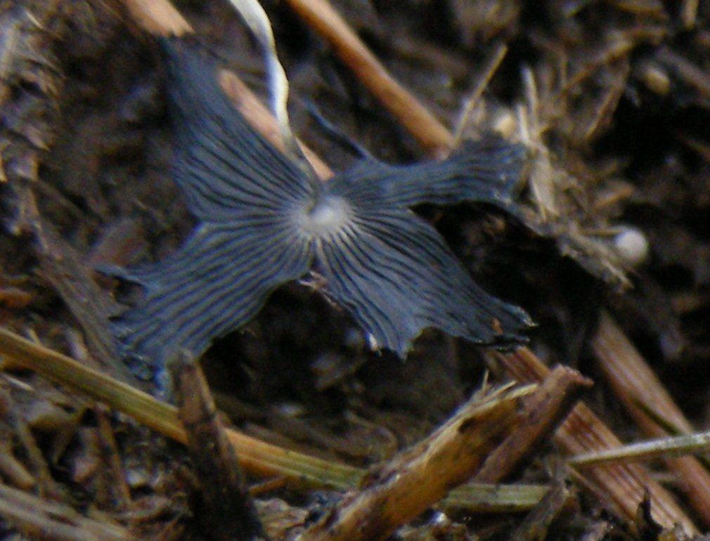 Coprino pelosetto (cfr. Coprinopsis macrocephala/stercorea)